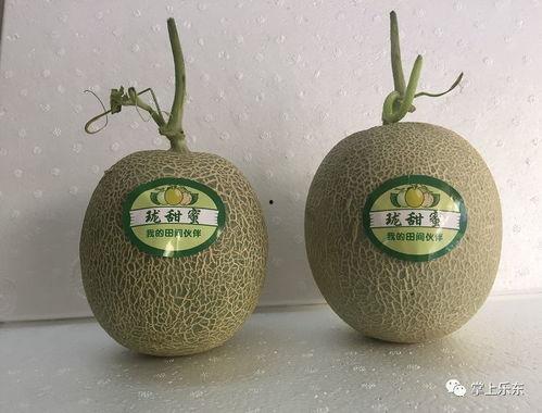 海南网纹瓜今日价格,品质之选，价格亲民