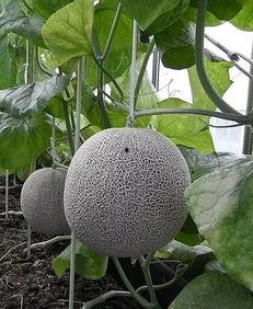 海南网纹瓜今日价格,品质之选，价格亲民