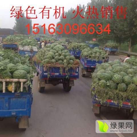 山东地雷瓜今日收价,行情波动，市场动态一览