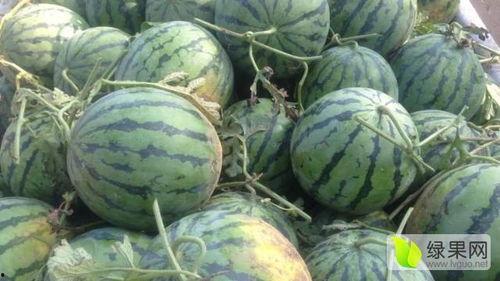 山东地雷瓜今日收价,行情波动，市场动态一览