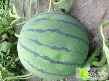 山东地雷瓜今日收价,行情波动，市场动态一览