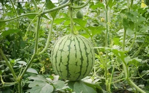 近期热门吃瓜事件辽宁,揭秘近期热门吃瓜事件背后的真相