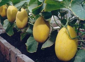 重庆哈密瓜今日价格,价格行情一览