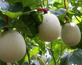 今日网纹瓜价格最新行情,涨跌互现，市场动态解析