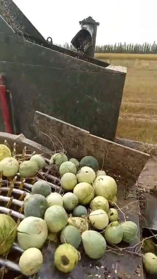 什么瓜带黑籽儿吃,揭秘带黑籽儿瓜果的独特魅力