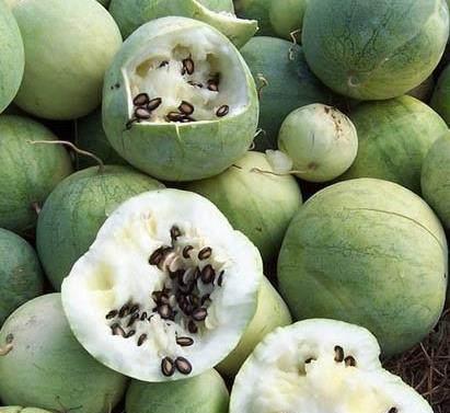 什么瓜带黑籽儿吃,揭秘带黑籽儿瓜果的独特魅力