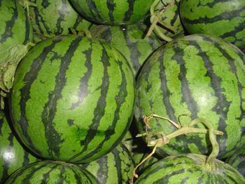 河南小白瓜今日行情价格,价格波动，市场动态解析