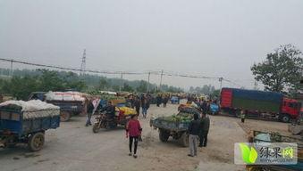 近期热门吃瓜事件项城,揭秘近期热门吃瓜事件背后的真相