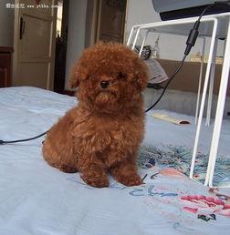 娱乐圈吃瓜爆料弟弟泰迪,泰迪弟弟吃瓜爆料，揭秘幕后真相