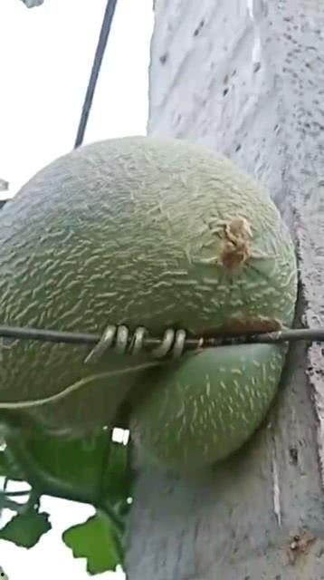 今日宜春哈密瓜价格,价格行情一览