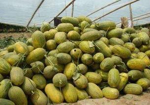 热门新疆哈密瓜