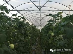 热门新疆哈密瓜