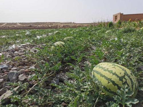 西瓜西砂瓜今日达,夏日炎炎，尽享清凉美味