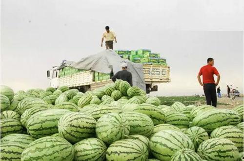 西瓜西砂瓜今日达,夏日炎炎，尽享清凉美味