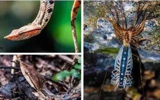 黑木崖吃瓜,揭秘神秘组织内部吃瓜盛况