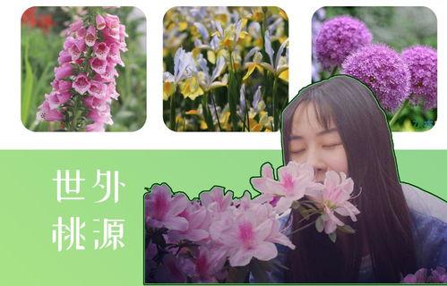 鲜花明星网红种草视频,网红种草达人带你领略鲜花明星魅力