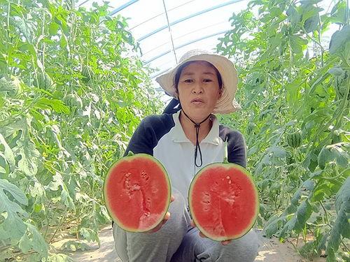 中牟小吊瓜今日价位,价格行情一览