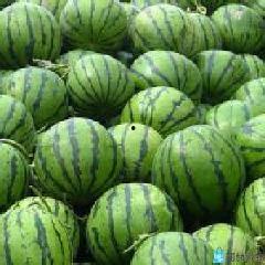 麒麟瓜价格今日行情西瓜,西瓜市场新宠儿价格走势解析
