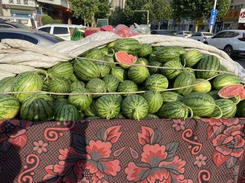 郑州今日小吊瓜价格,实惠与品质并存