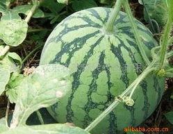 广州今日瓜价格最新报价,新鲜报价一览