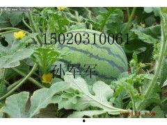 广州今日瓜价格最新报价,新鲜报价一览