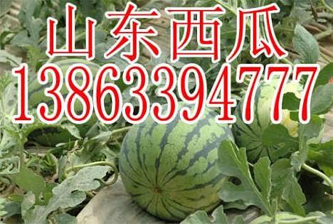 广州今日瓜价格最新报价,新鲜报价一览